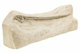 Cretaceous Giant Squid Gladius - Kansas #208258-1